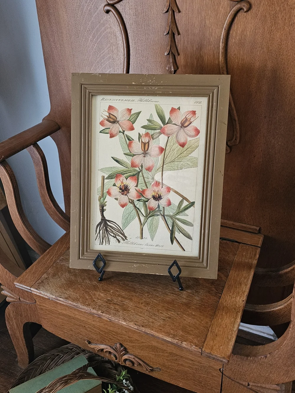 Vintage Botanical Hellebore Print | Framed Floral Wall Art | Cottagecore Decor